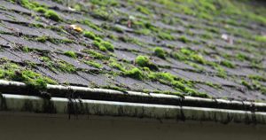 moss on roof